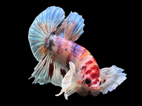 Candy Dumbo HMPK Male Betta | M3060