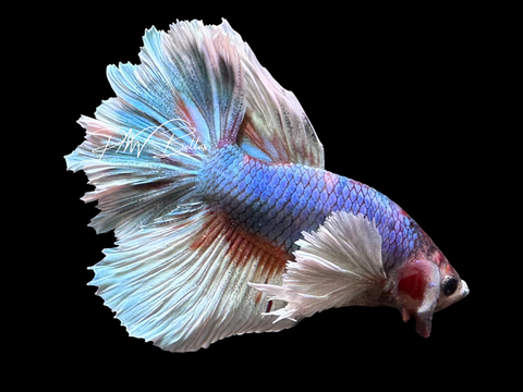 Marble Dumbo Halfmoon Male Betta | M4020