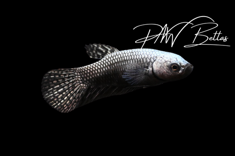 Copper Alien Female | Franks Bettas Wild Type | FW127