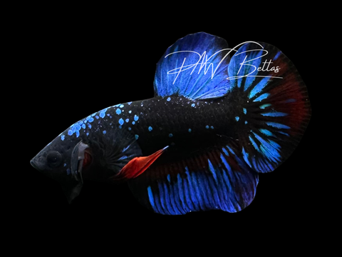 Avatar HMPK Male Betta | M3015