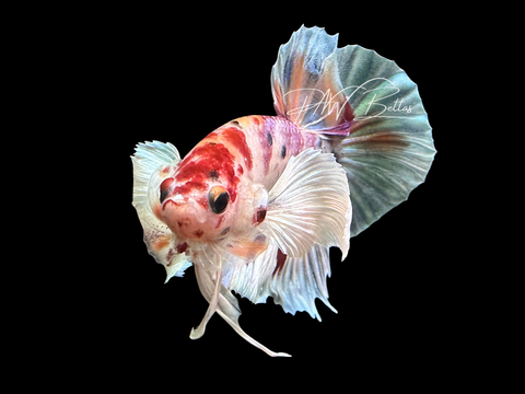 Candy Dumbo HMPK Male Betta | M3060