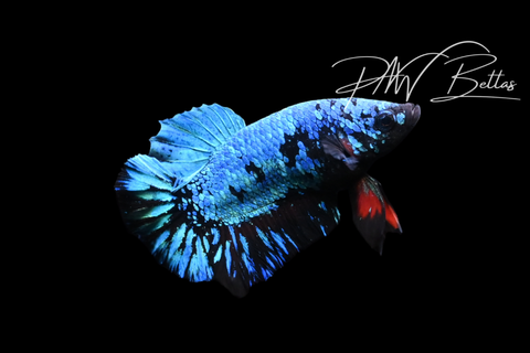 Blacklight HMPK Male Betta | M5117