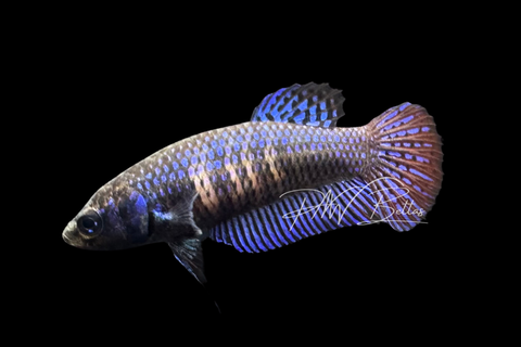 Blue Mahachaiensis Betta | Wild Bettas