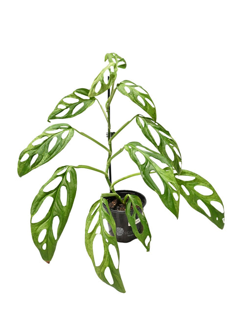Monstera Adansonii Mint 4” (WYSIWYG)