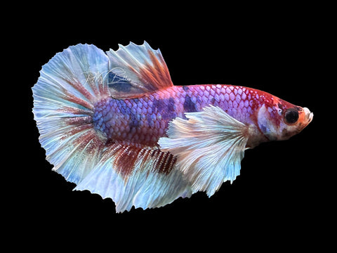 Candy Dumbo HMPK Male Betta | M2399