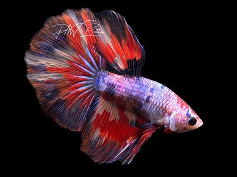 Fancy Marble Halfmoon Male Betta | M3041