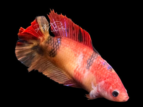Nemo DTHM Female Betta | F4010