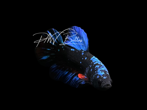 Avatar HMPK Male Betta | M3015