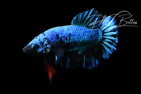 Blacklight HMPK Male Betta | M5117
