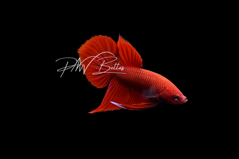 Red Hybrid Male | Franks Bettas Wild Type | FW103M