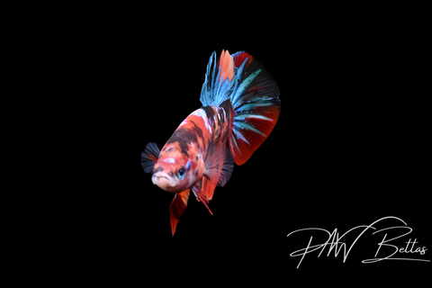 Koi HMPK Male Betta | 5148
