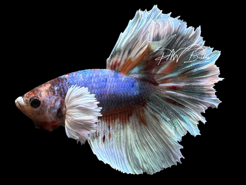 Marble Dumbo Halfmoon Male Betta | M4020