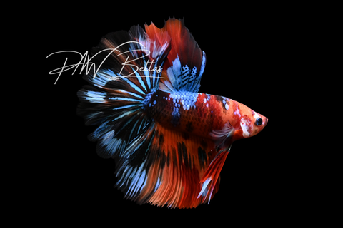 Koi Halfmoon Male Betta | M5015