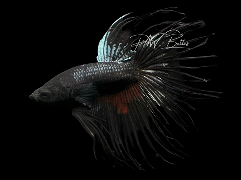 Black Orchid Crowntail Male Betta | M3059
