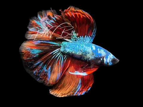 Koi DTHM Male Betta | M3014