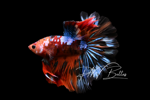 Koi Halfmoon Male Betta | M5015