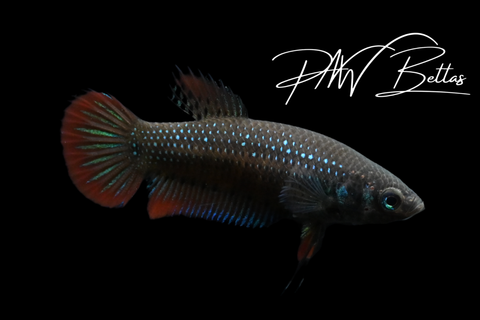 Green Imbellis Female | Franks Bettas Wild Type | FW128