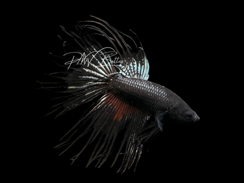 Black Orchid Crowntail Male Betta | M3059