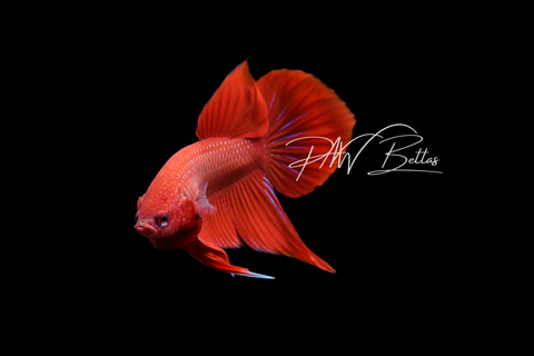 Red Hybrid Male | Franks Bettas Wild Type | FW103M