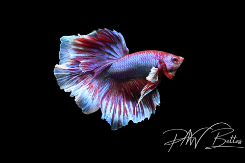 Salamander Halfmoon Male Betta | 5149