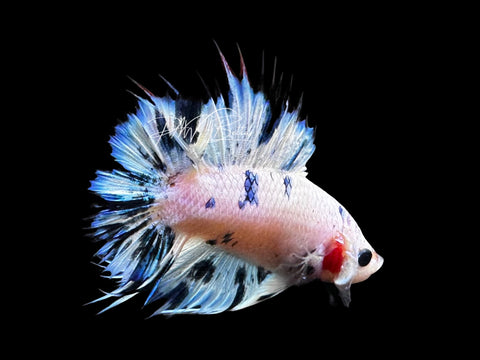 Blue Marble Dot DTCTPK Male Betta | M2836