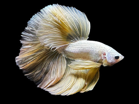 Yellow Dragon Halfmoon Male Betta | M2853