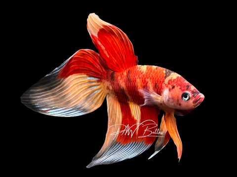 Nemo Veiltail Male Betta | M4021