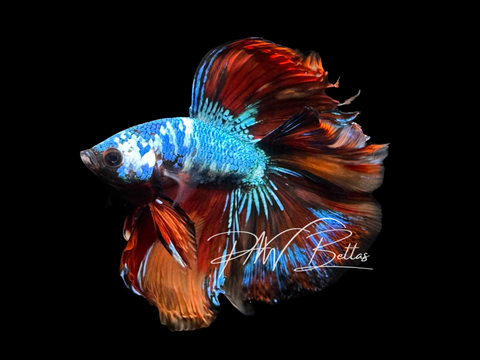 Koi DTHM Male Betta | M3014