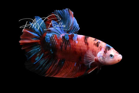 Giant Candy HMPK Male Betta | M5016