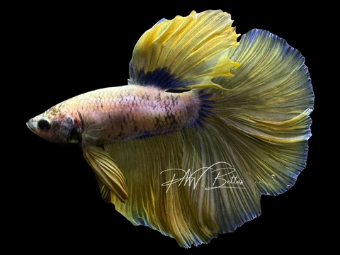 Fancy Yellow Halfmoon Male Betta | M3058