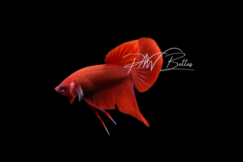 Red Hybrid Male | Franks Bettas Wild Type | FW103M