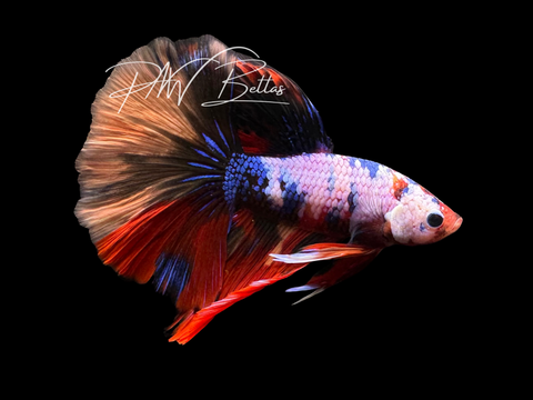 Fancy Koi Halfmoon Male Betta | M3013