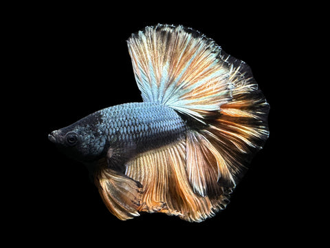 Yellow Copper HM Male Betta | M2629