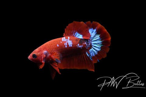 Hellboy HMPK Male Betta | 5150