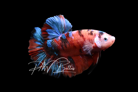 Giant Candy HMPK Male Betta | M5016