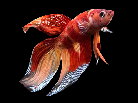 Nemo Veiltail Male Betta | M4021