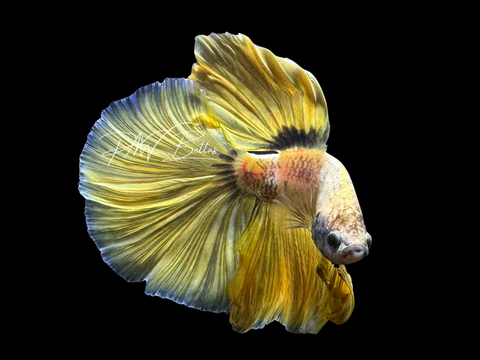 Fancy Yellow Halfmoon Male Betta | M3058