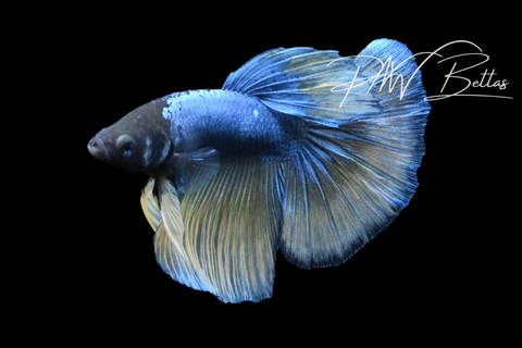 Mustard Delta Male Betta | M5118