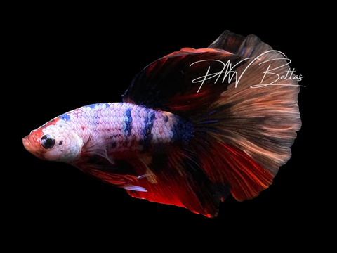 Fancy Koi Halfmoon Male Betta | M3013