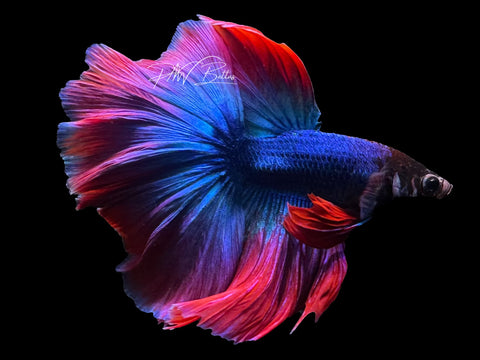 LIVE | Mascot Halfmoon Male | M5
