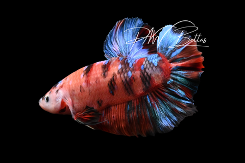 Giant Candy HMPK Male Betta | M5016