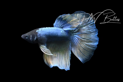 Mustard Delta Male Betta | M5118