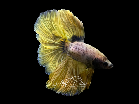 Fancy Yellow Halfmoon Male Betta | M3058