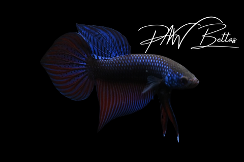 Smaragdina Blue Male | Franks Bettas Wild Type | FW130