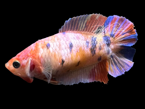 Candy DTPK Female Betta | F4007