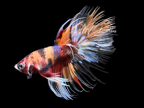 Marble Crowntail Male Betta | M3012