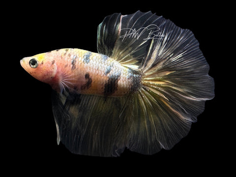 Yellow Copper HM Male Betta | LM11