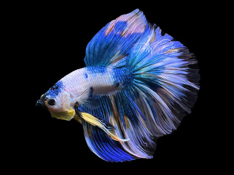 Fancy Yellow Koi HM Male Betta | M2615