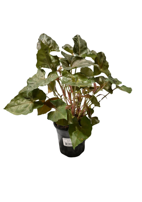 Syngonium Assorted 4”