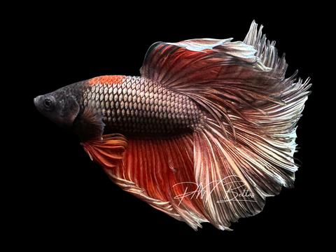 Red Copper Halfmoon Male Betta | M3057